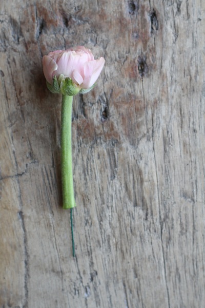 Pink Ranunculus